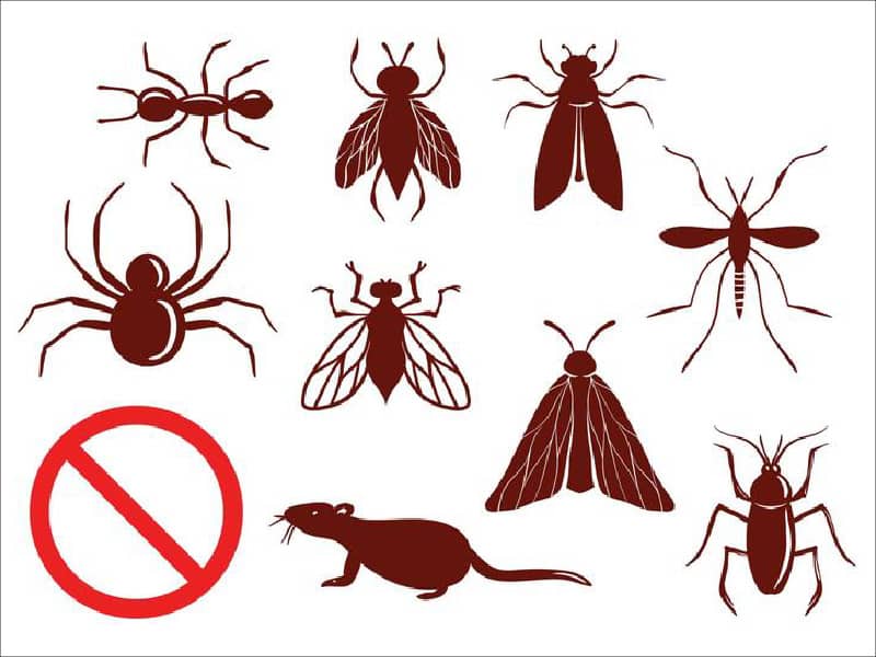 kiểm soát côn trùng gây hại